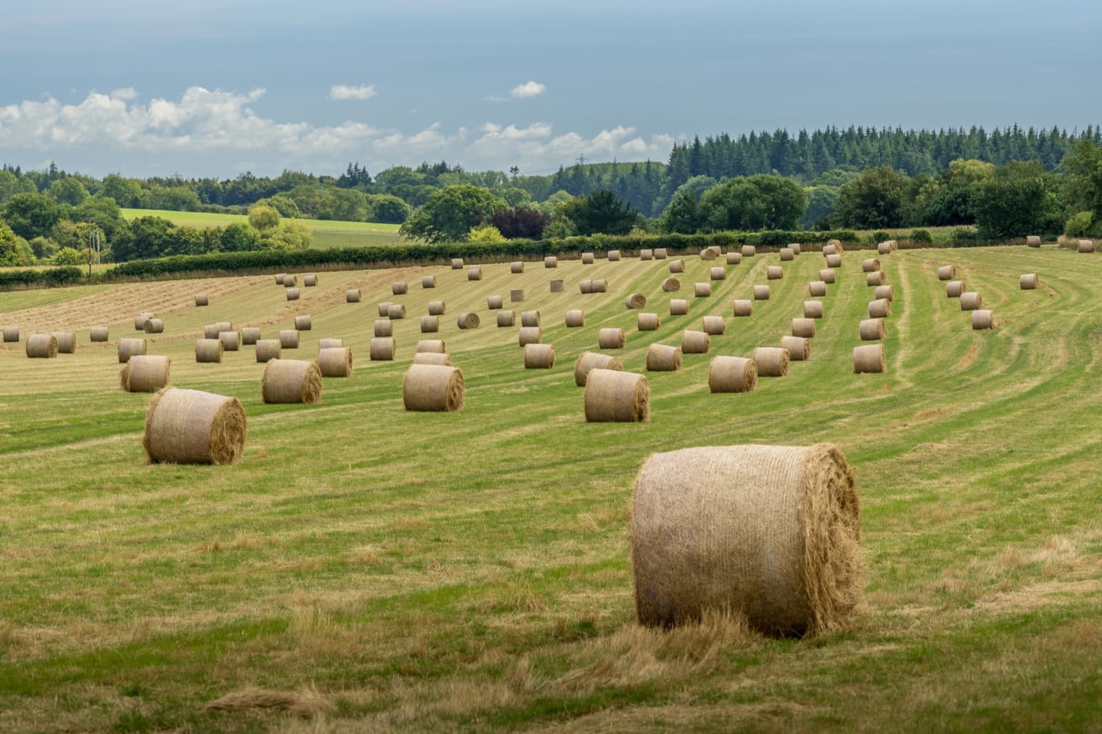 Hay bales across a freshly cut field, bordered by hedgerows and woodland — agricultural dispute solicitors in Norfolk and Suffolk